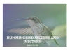 First Nature Hummingbird Feeder, 16 oz, Red, Plastic